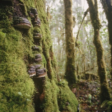 Los Santos Forest Reserve. Costa Rica