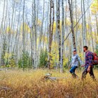 Young Couple Hiking in Aspen Trees in Colorado
1369643662
