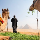Egypt, Cairo April 17/2023.  camel driver feeding his two camels used for tourists to ride near pyramids at Giza district
1489188346