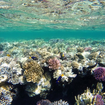Coral Reef. Red Sea. Marsa Alam. (Photo by: EyeOn/UIG via Getty Images)