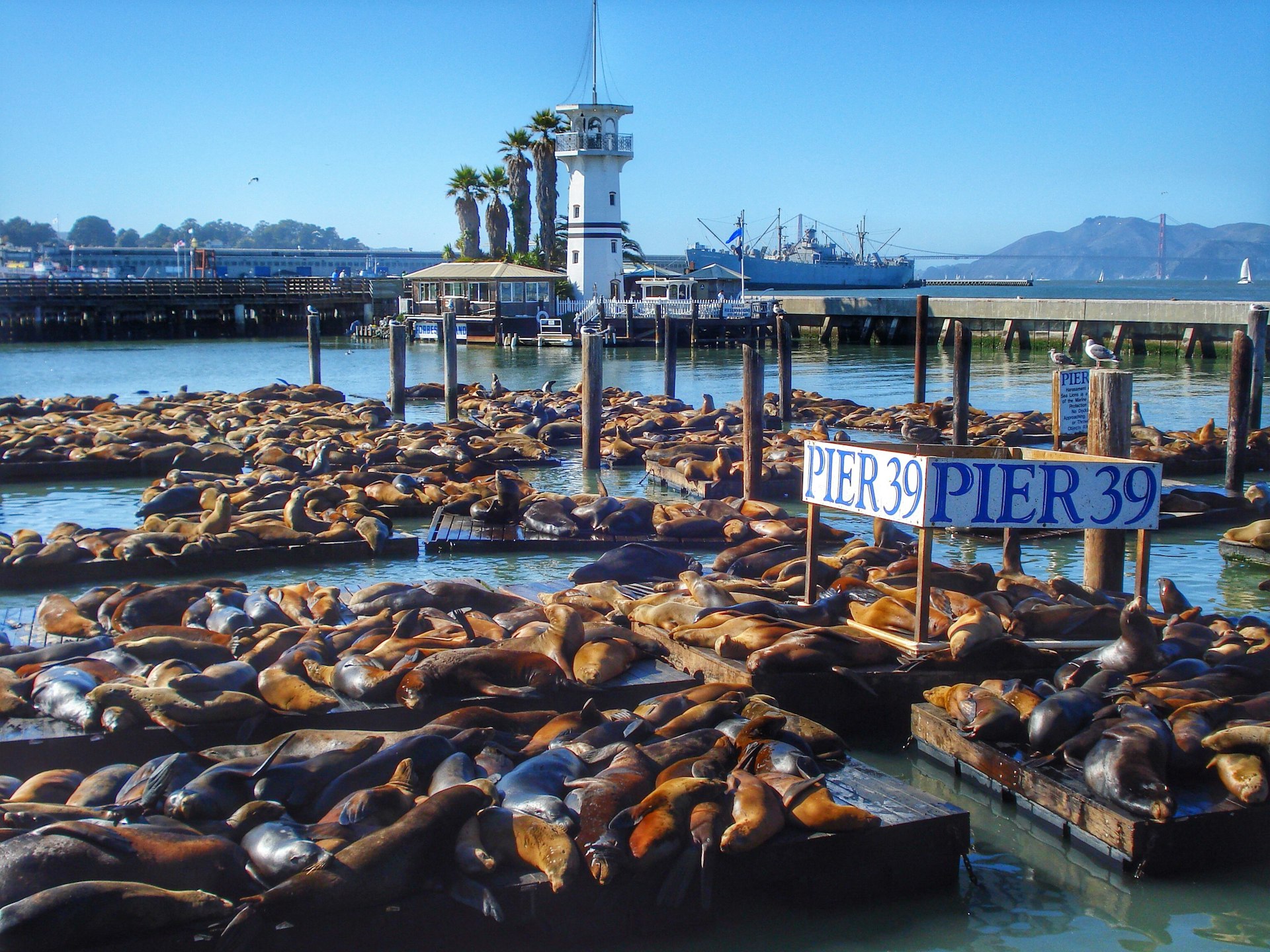 Hundreds of brown sea lions lounge in the sun on jetties under a sign that says "Pier 39"