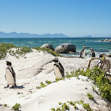 Boulders Beach is a stretch of beach located in Simon's Town on the Cape Peninsula in South Africa. It is home to a colony of African jackass penguins and is therefore a tourist attraction.