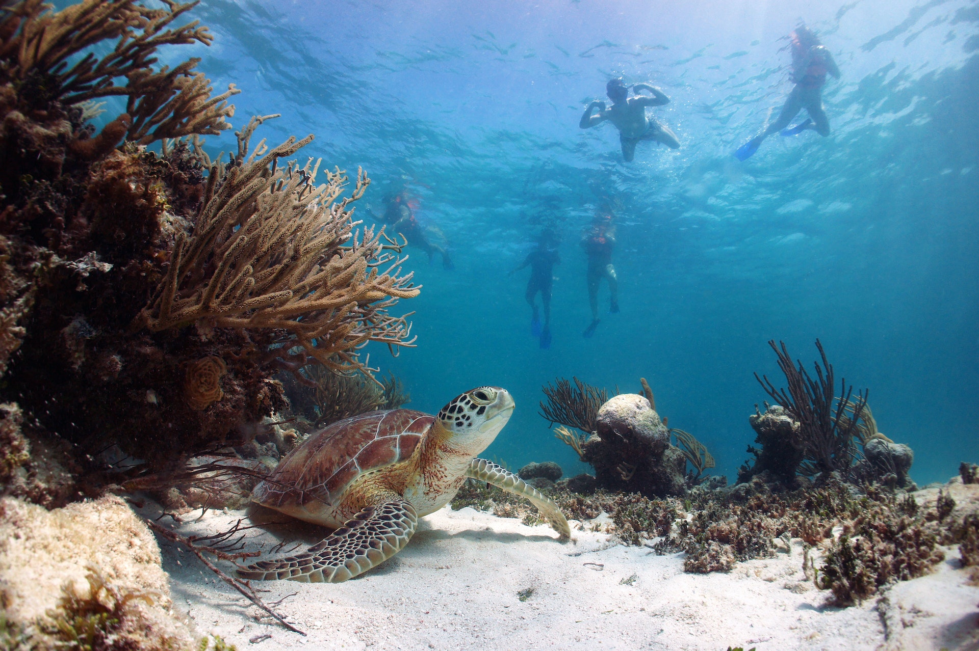 Snorkelers observe a sea turtle from a safe distance as it sits on the ocean floor