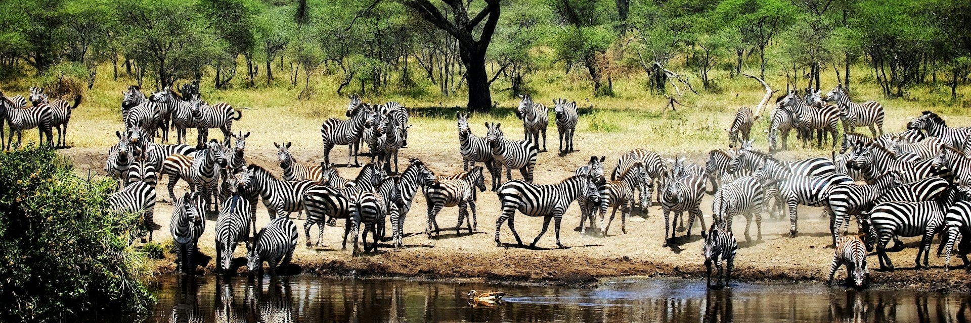 Burchell zebras 