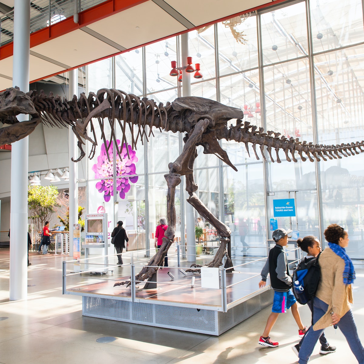 SAN FRANCISCO, USA - OCT 5, 2015: Tyrannosaur Rex skeleton in  California Academy of Sciences, a natural history museum in San Francisco, California. It was established in 1853
