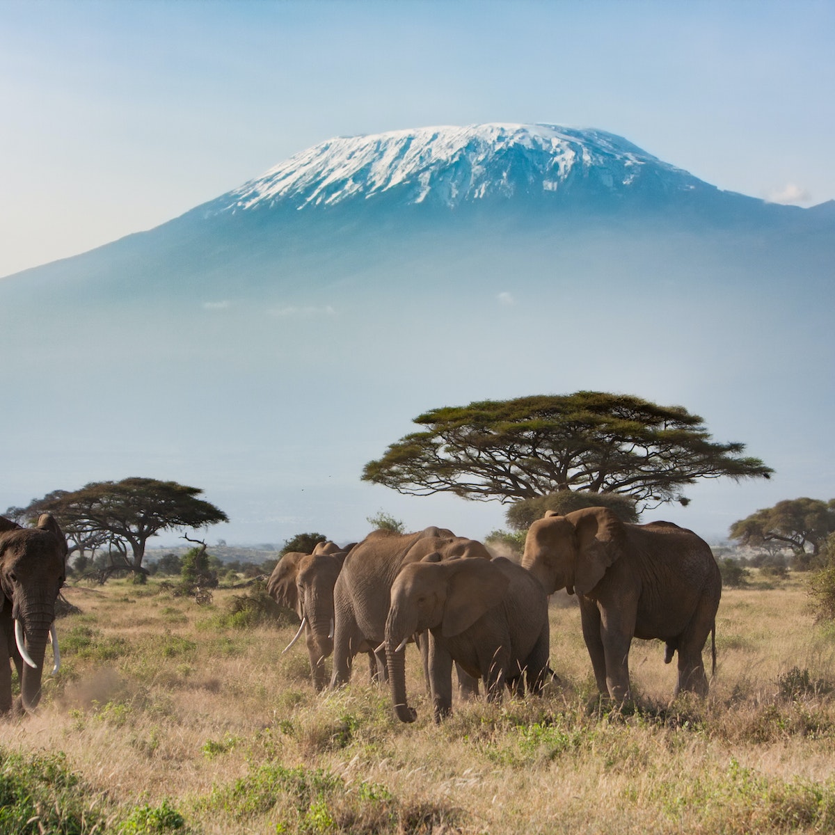 Mt. Kilimanjaro from Amboseli National Park.