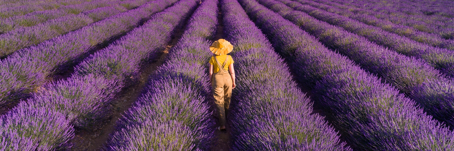 Woman enjoying the lavender fields in Provence. France. Aerial view.